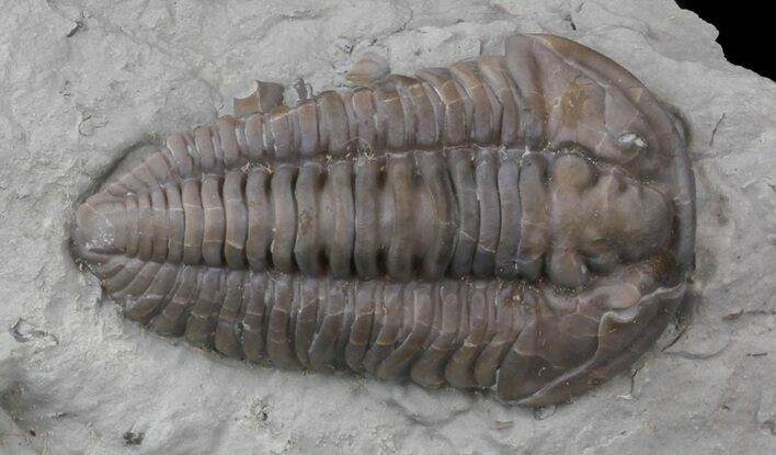 Flexicalymene Trilobite From Ohio #45055